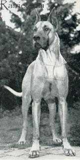 Dojan Paladin | Great Dane 