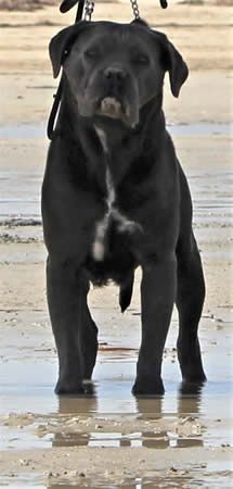 DDDawgs Donatella | Cane Corso 