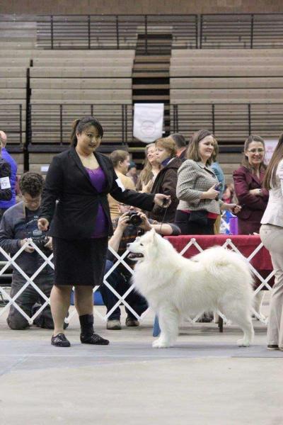 ArticCross N Erebor's Art of Darkness | Samoyed 