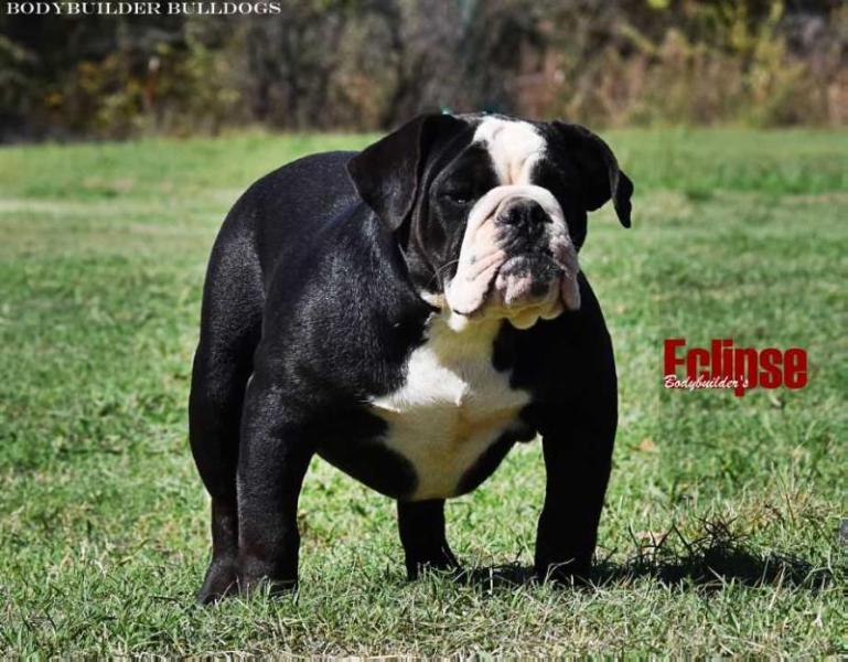 Bodybuilder's Eclipse of LAO | Olde English Bulldogge 