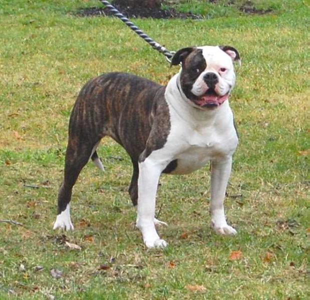 Great Lakes Charlie | American Bulldog 