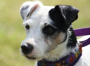 Prestwick's Bouncy von Henry | Parson Russell Terrier 