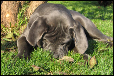 BAJKA Krzyk Uwielbienia | Neapolitan Mastiff 