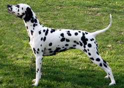 Milly vom Schwarzen Berg | Dalmatian 
