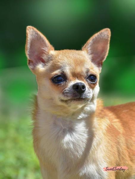 Arya De Indicami | Chihuahua 