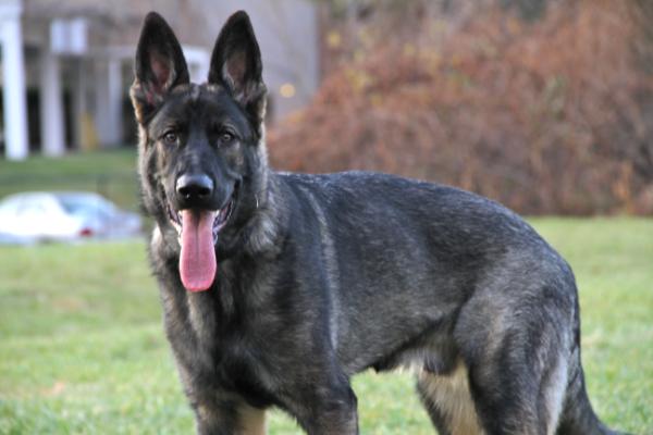 Hunter Vom Kleinen Hain | German Shepherd Dog 