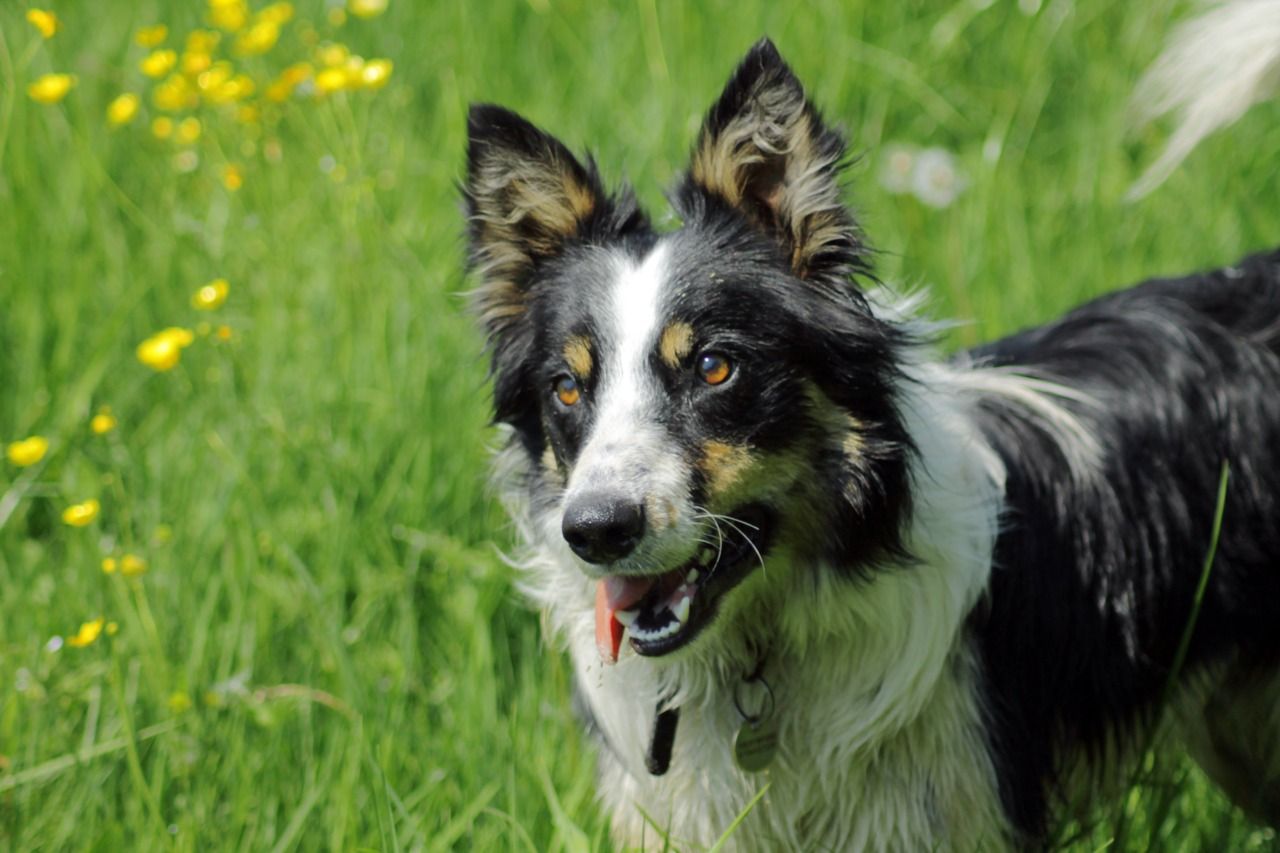 Welsh Sheepdog