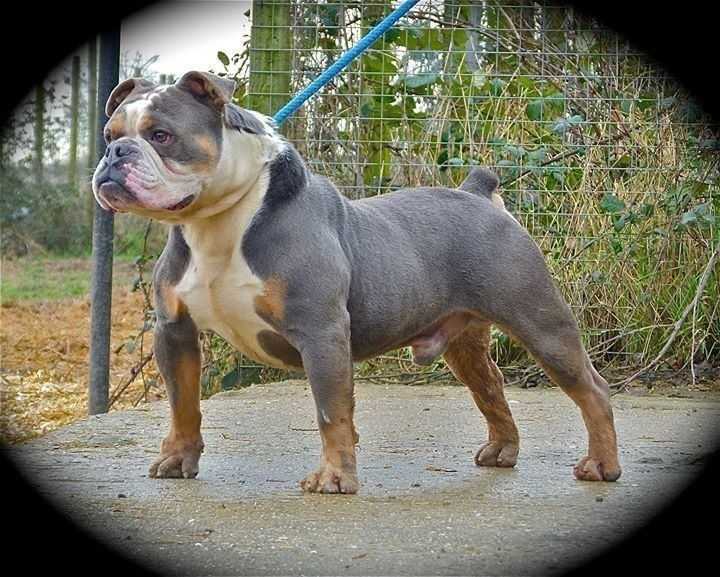 Carreras Teddy | Olde English Bulldogge 