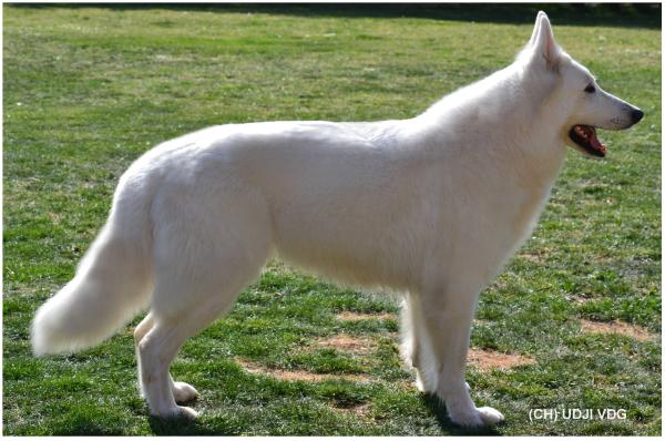 Udji von der Gluckspforte | White Swiss Shepherd Dog 