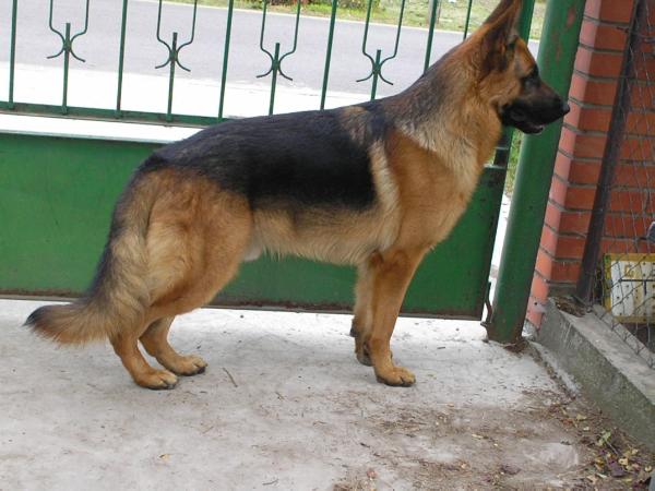 Lanyiparti Marko | German Shepherd Dog 