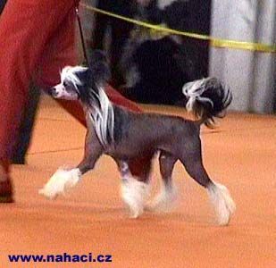 Goldenberry Orca | Chinese Crested 