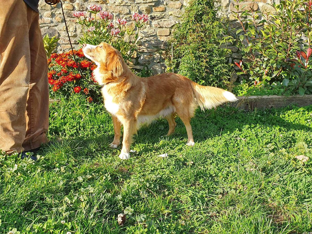 Canis Amicus Poma | Nova Scotia Duck Tolling Retriever 