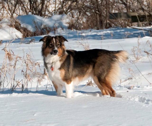 Cedar Creek Koch's Poppy | English Shepherd 