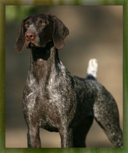 VJK-MYST Live Laugh Love | German Shorthaired Pointer 