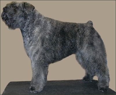 Bearclay Aysha Prolog | Bouvier des Flandres 