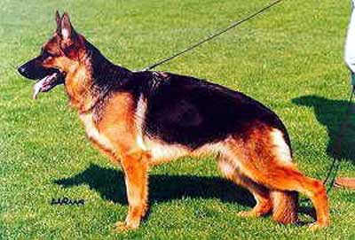 Quissie von Arlett | German Shepherd Dog 