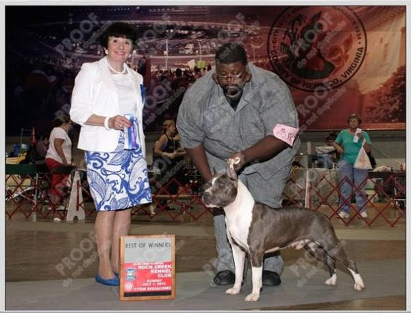 Phoenix's What You Know About this ? | American Staffordshire Terrier 
