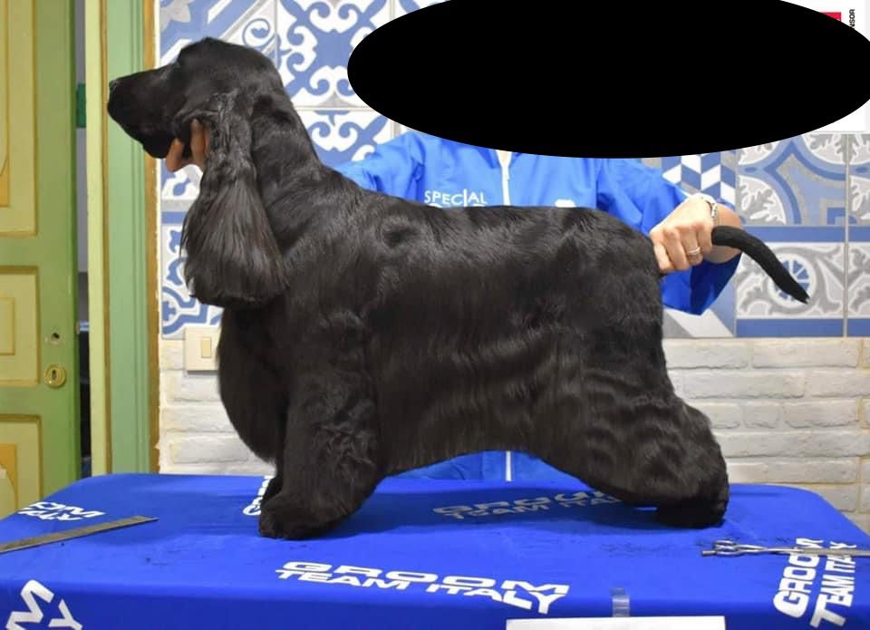 Covenant back to back | English Cocker Spaniel 