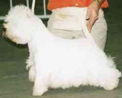 Sauve Par le Gong Du Moulin De Mac Gregor | West Highland White Terrier 