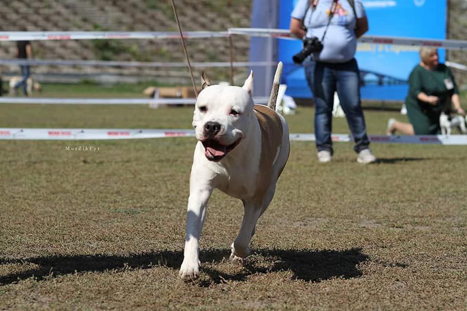 Lan-Bright Vest Muscle | American Staffordshire Terrier 
