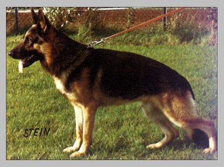 Flory vom Eckkopf | German Shepherd Dog 