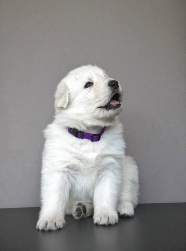 Brin Blonde of AstridQuai  (White Chocolate) | White Swiss Shepherd Dog 