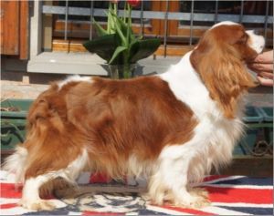 TORAYLAC DADDY COOL | Cavalier King Charles Spaniel 