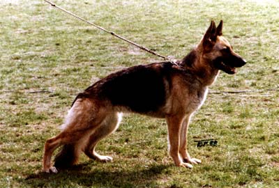 Planteskolen's Ulla | German Shepherd Dog 