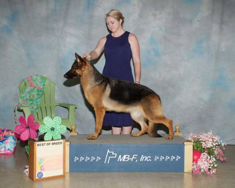 Akira Von Calvo | German Shepherd Dog 