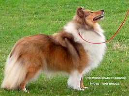 Lythwood Scarlet Ribbon | Shetland Sheepdog 