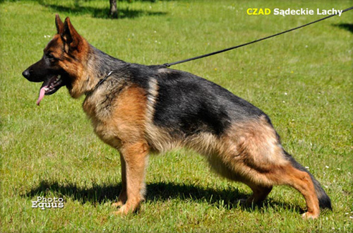 Czad Sadeckie Lachy | German Shepherd Dog 