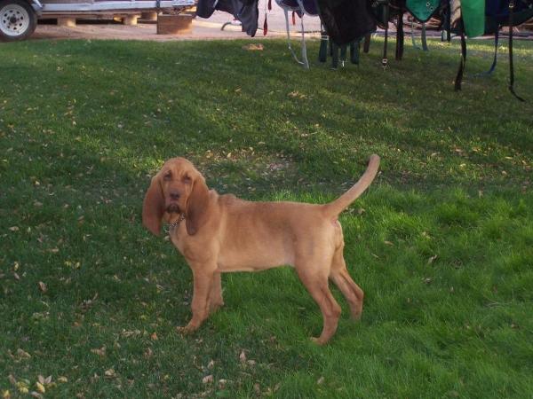 Justa Whisling Dixie | Bloodhound 