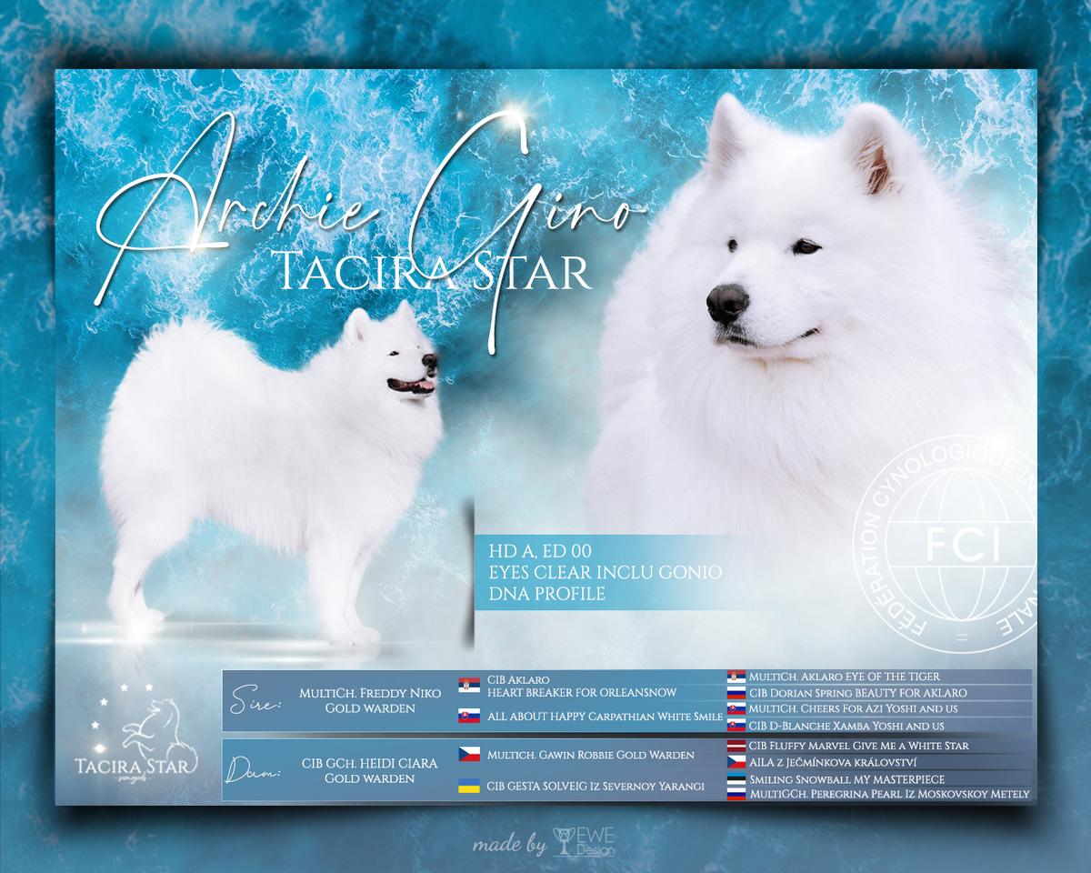 ARCHIE GINO Tacira Star | Samoyed 