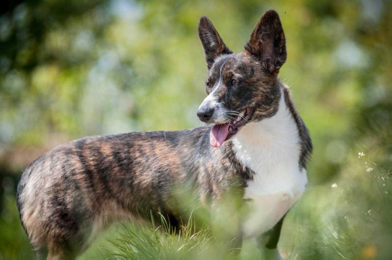 Cymreiges Cirila Du Shining Sirius | Cardigan Welsh Corgi 