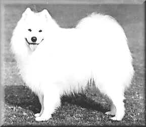 Snowmass Cheka | Samoyed 