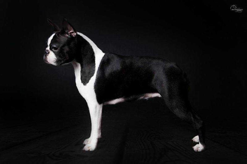 BOSTON STYLE FLASH OF LIGHTING | Boston Terrier 