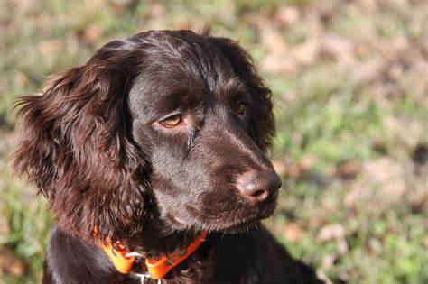 Boykin Spaniel