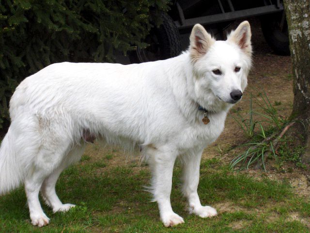 Genna de Vi Pasay | White Swiss Shepherd Dog 