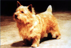 Ragus Leo The Lark | Norwich Terrier 
