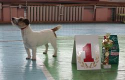 Ladushka Redkaja Shtuchka | Jack Russell Terrier 