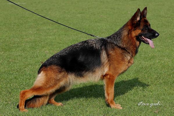 Beauty vom Drei Birkenzwinger | German Shepherd Dog 