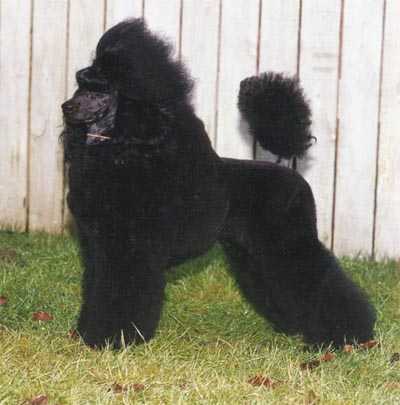 Black Design's Shining Typoon | Poodle 