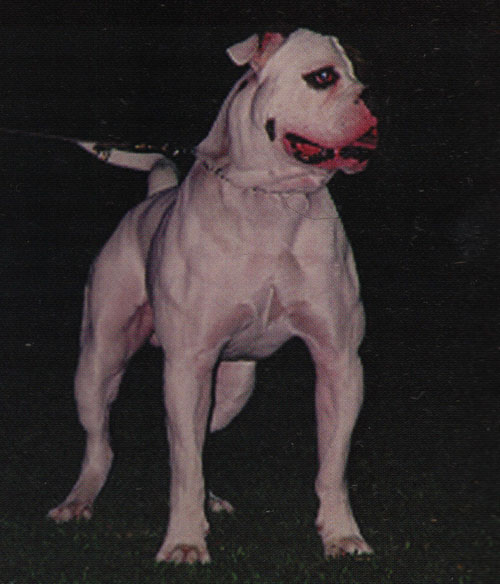 Tomahawk's Jr The Punisher | American Bulldog 