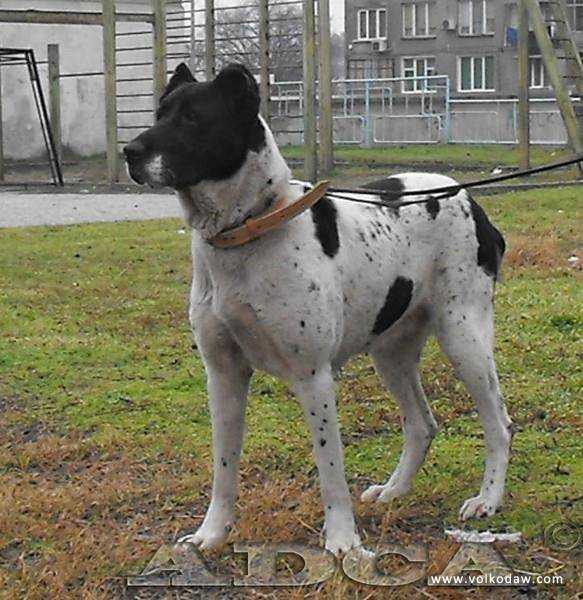 Eke | Central Asian Shepherd Dog 