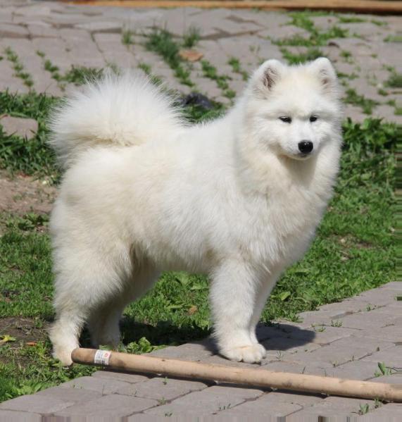 BELYI VOLK ALLEGRO | Samoyed 