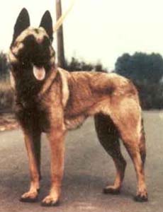 Joan de Ventadour | Belgian Malinois 