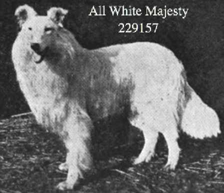 All White Majesty 229157 | Rough Collie 