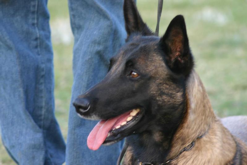 Harley des contes d'hoffmann | Belgian Malinois 