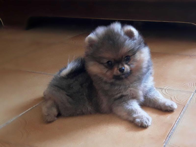 InFame Posh Spice | Pomeranian 