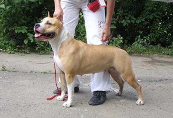 Chudo Kak Horosha Shansonetka Iz Yara | American Staffordshire Terrier 